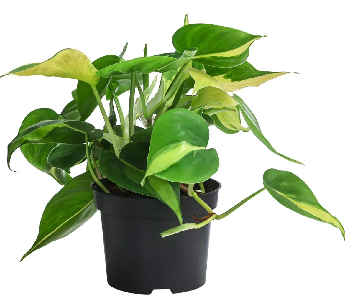 Baumfreund-Set - Philodendron, 3-teilig