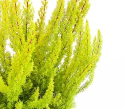 Baumheide 'Alberts Gold'