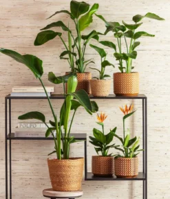 Baumstrelitzie - Strelitzia nicolai