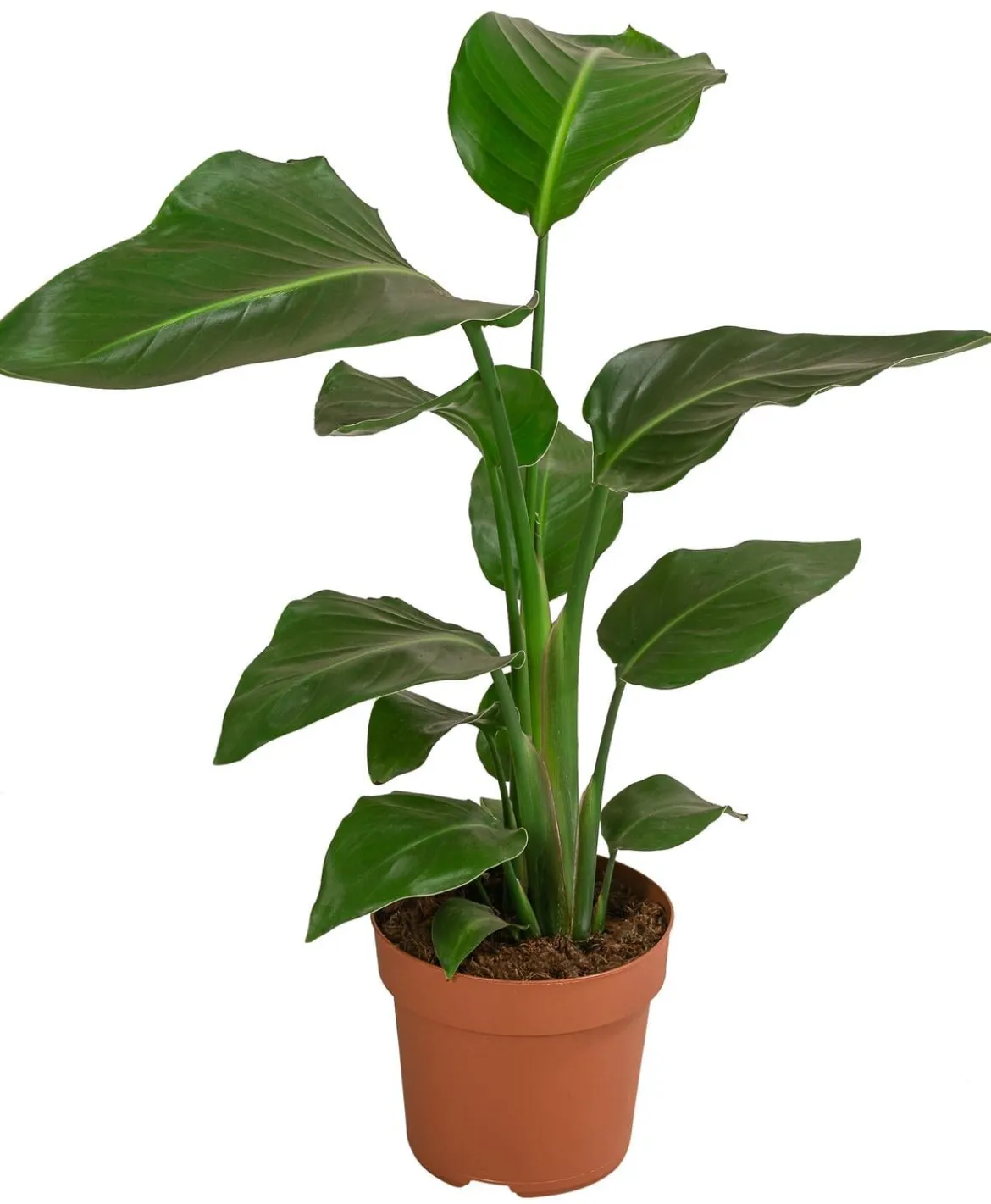 Baumstrelitzie - Strelitzia nicolai