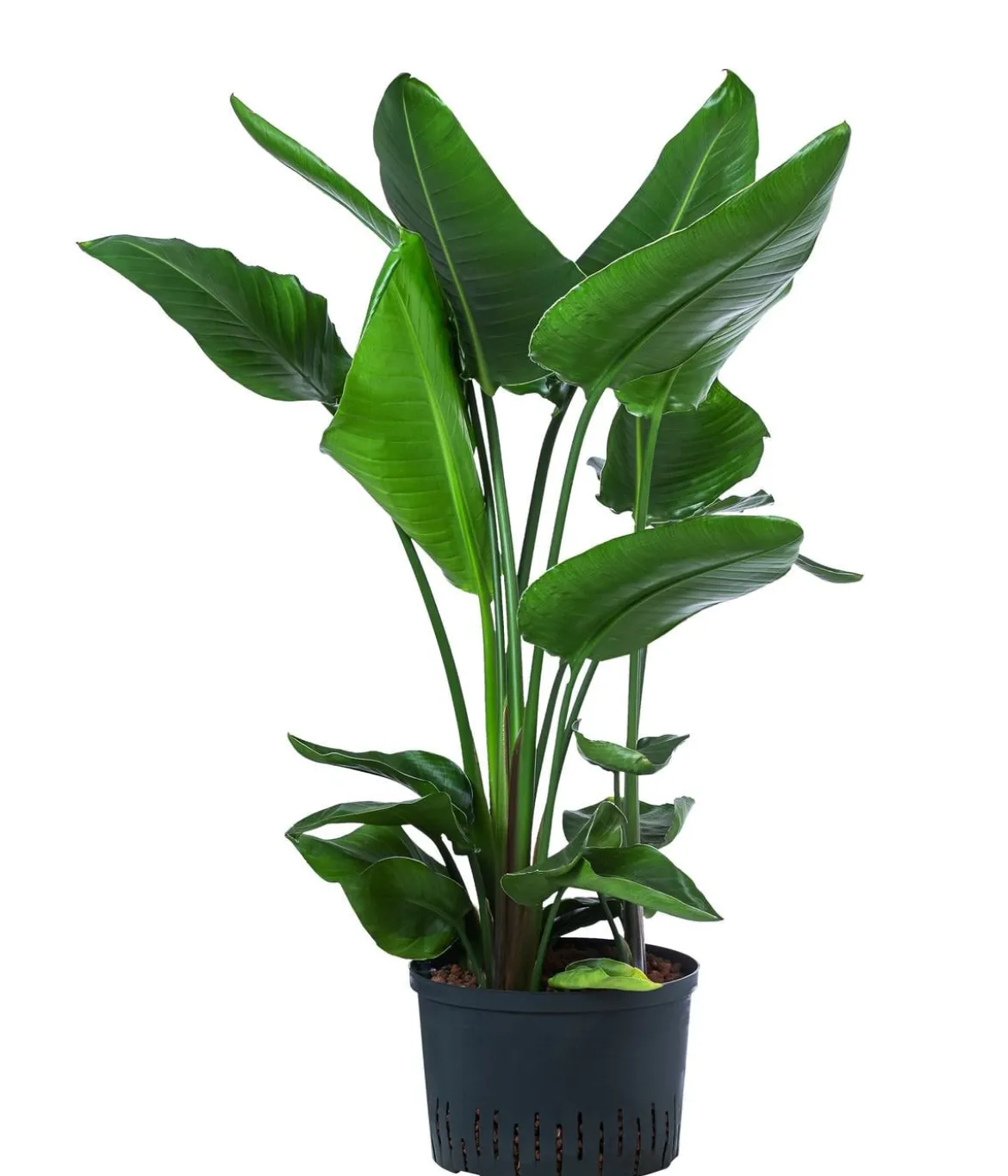 Baumstrelitzie - Strelitzia nicolai, Hydrokultur