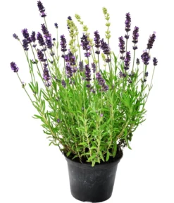 Bayern-Lavendel