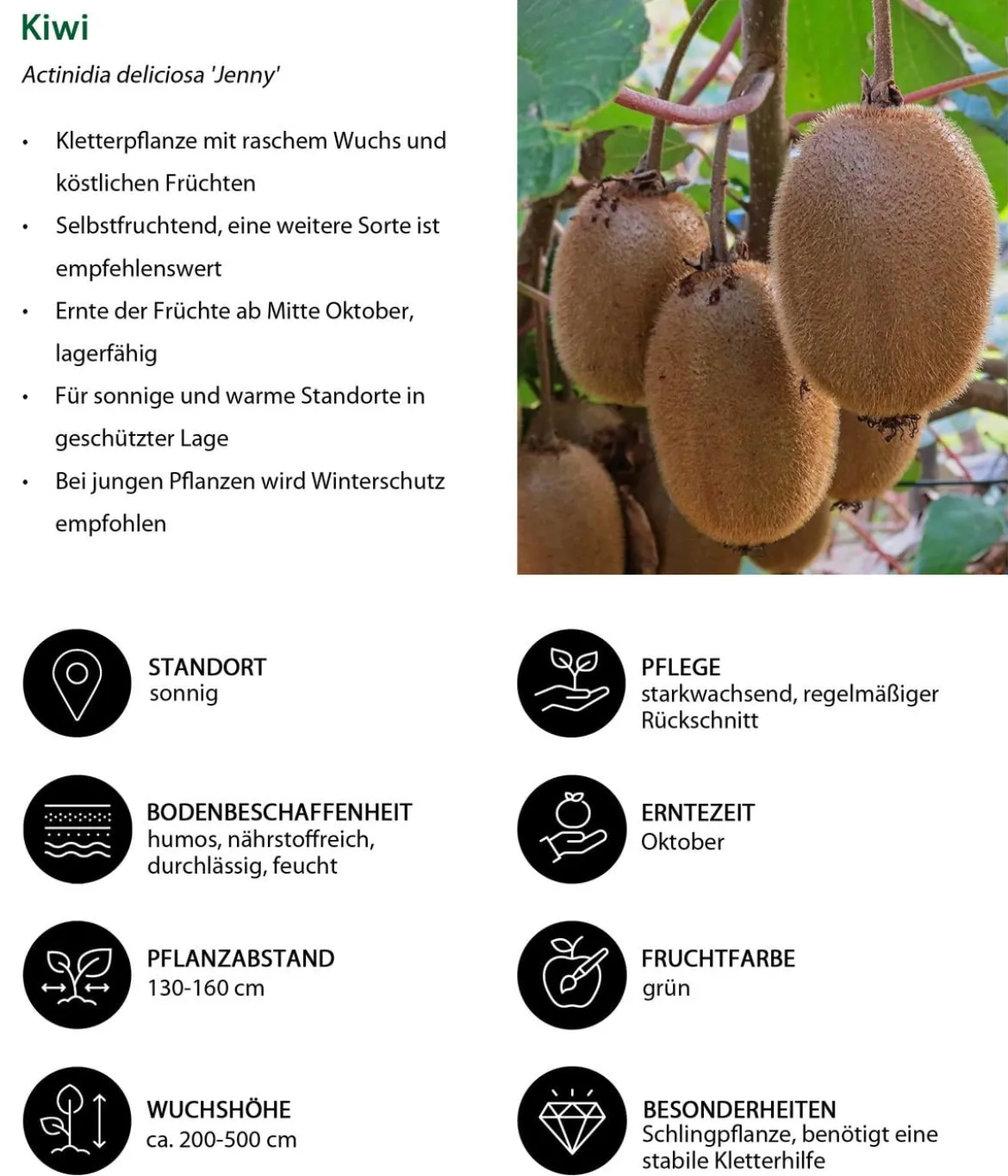 Beeren-Kiwi-Set Smoothie-Mix, 4-teilig