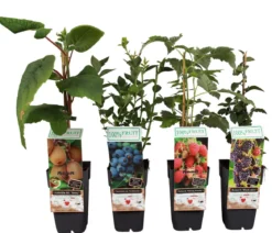 Beeren-Kiwi-Set Smoothie-Mix, 4-teilig
