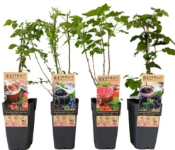 Beeren-Set Marmeladen-Mix, 4-teilig