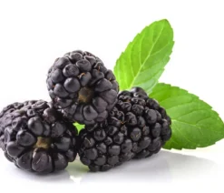 Beeren-Set Marmeladen-Mix, 4-teilig