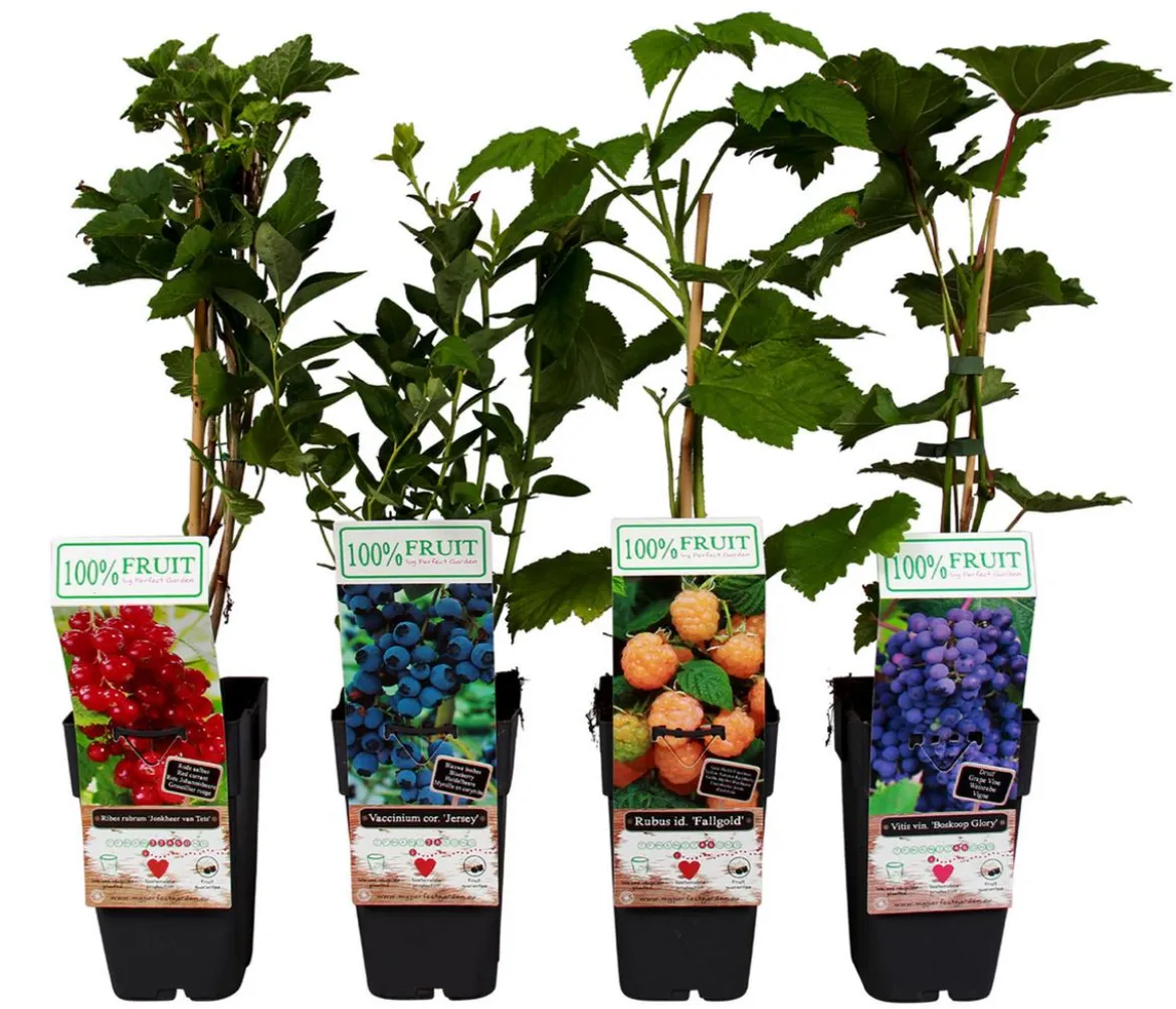 Beeren-Trauben-Set Obstsalat, 4-teilig