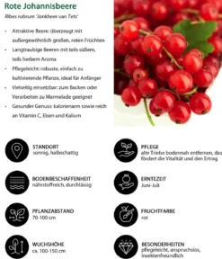 Beeren-Trauben-Set Obstsalat, 4-teilig