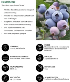 Beeren-Trauben-Set Obstsalat, 4-teilig