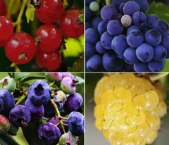 Beeren-Trauben-Set Obstsalat, 4-teilig