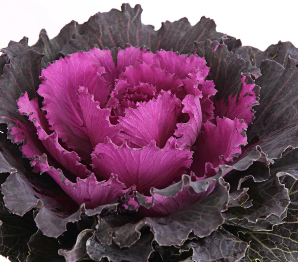 Beet- & Balkonpflanzen-Set Herbstglück, 6-teilig