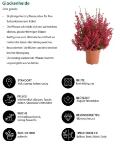 Beet- & Balkonpflanzen-Set Leuchtfeuer, 6-teilig