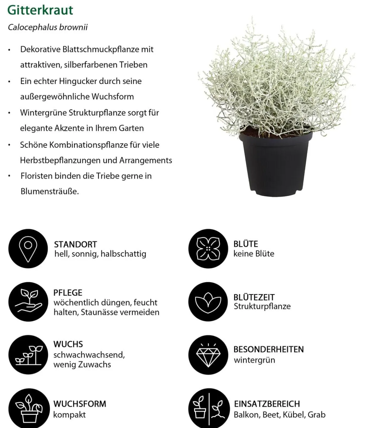 Beet- & Balkonpflanzen-Set Leuchtfeuer, 6-teilig