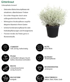 Beet- & Balkonpflanzen-Set Morgentau, 6-teilig