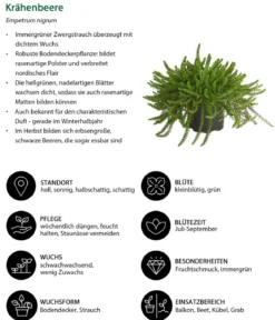 Beet- & Balkonpflanzen-Set Morgentau, 6-teilig