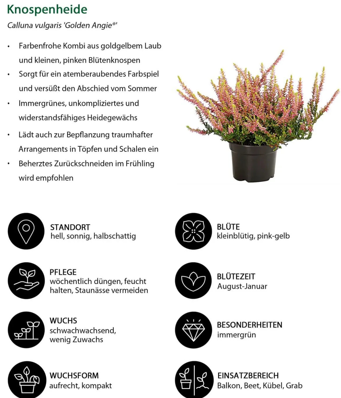 Beet- & Balkonset Goldener Herbst, 6-teilig