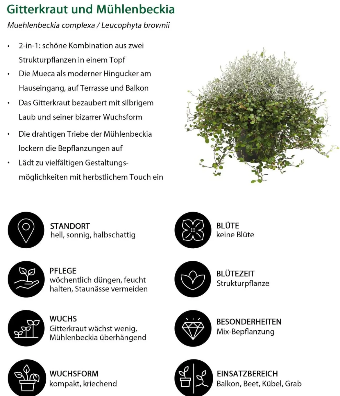 Beet- & Balkonset Goldener Herbst, 6-teilig