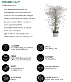 Beet- & Balkonset Goldener Herbst, 6-teilig
