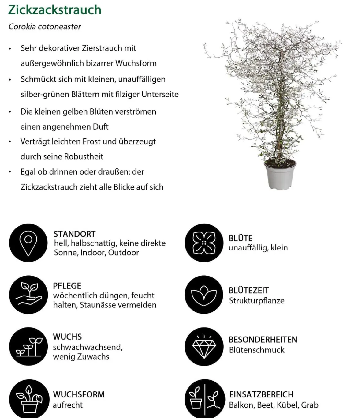 Beet- & Balkonset Goldener Herbst, 6-teilig