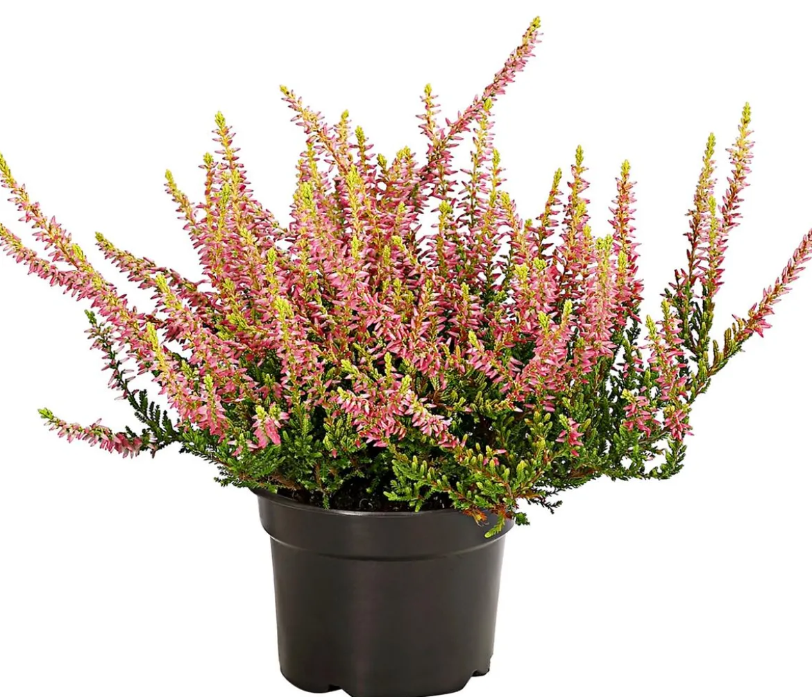 Beet- & Balkonset Goldener Herbst, 6-teilig
