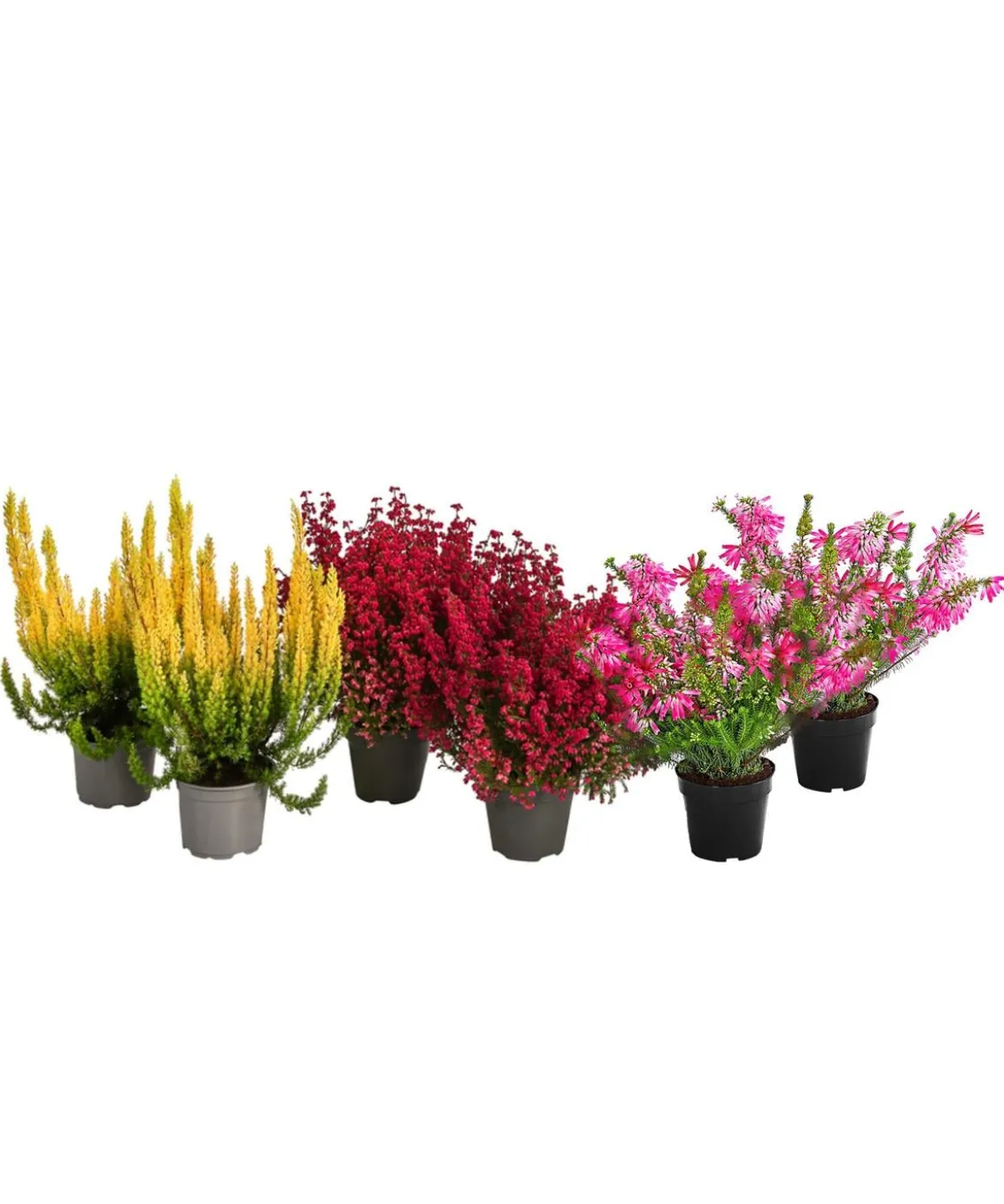 Beet- & Balkonset Heidenzauber, 6-teilig