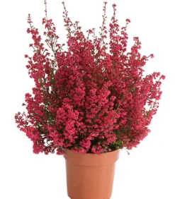 Beet- & Balkonset Herbstfeuer, 6-teilig