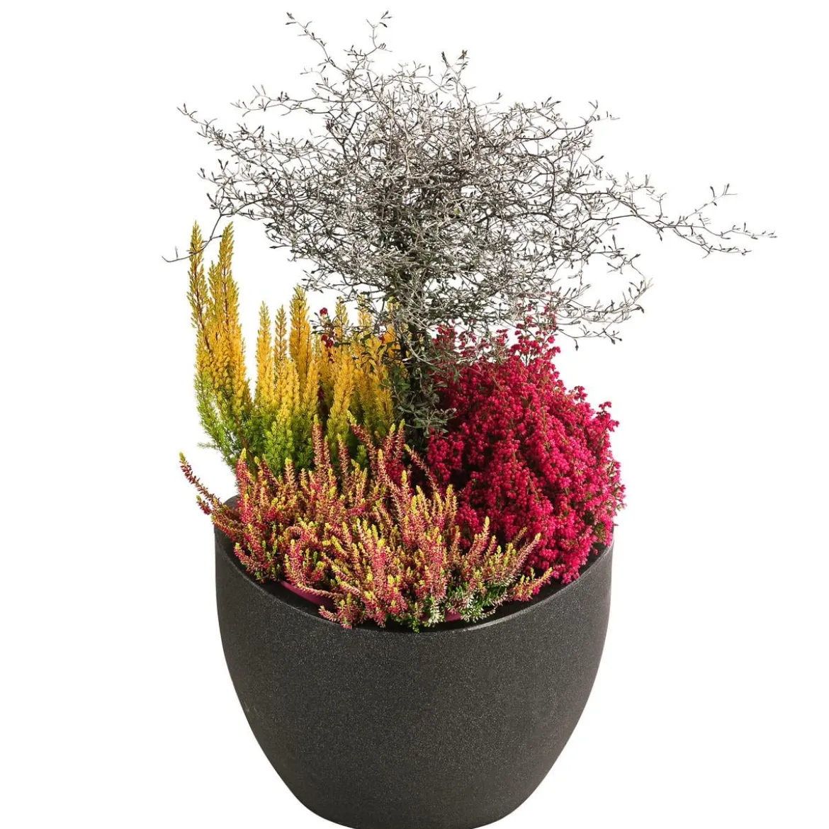 Beet- & Balkonset Herbstfeuer, 6-teilig