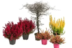 Beet- & Balkonset Herbstfeuer, 6-teilig