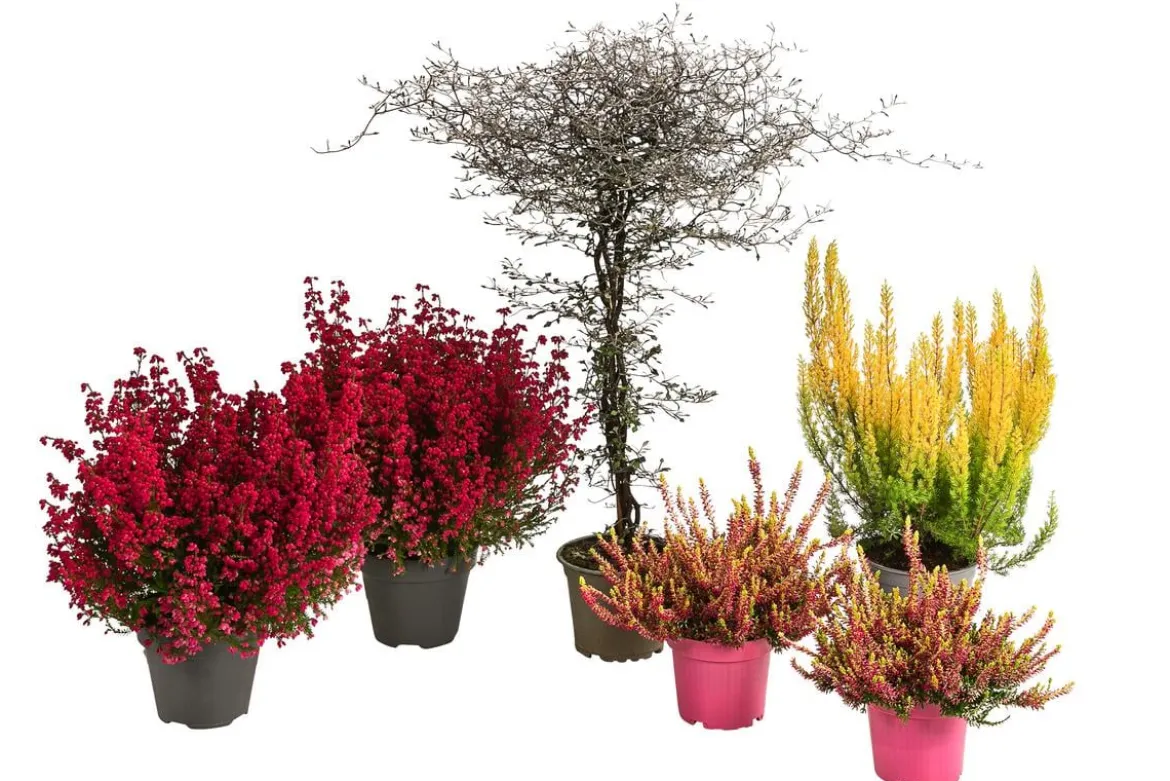 Beet- & Balkonset Herbstfeuer, 6-teilig