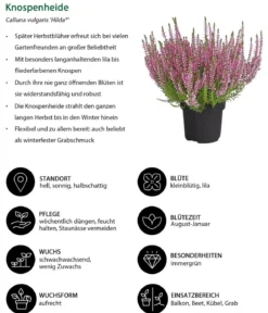Beet- & Balkonset Herbstfreude, 6-teilig