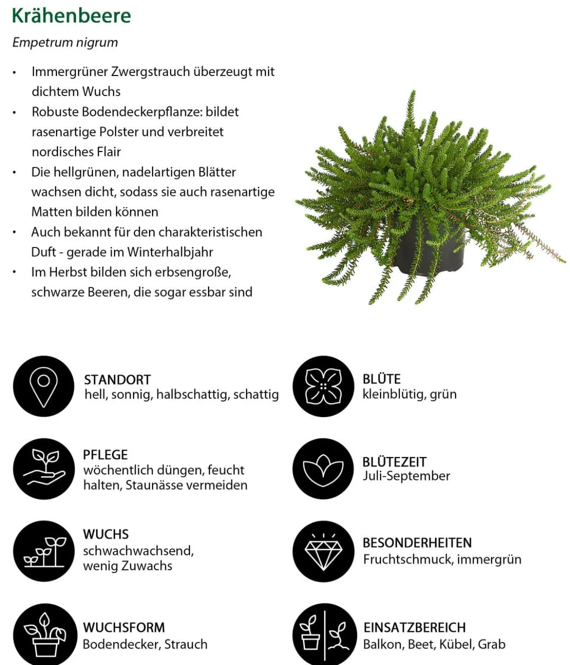 Beet- & Balkonset Herbstwind, 6-teilig