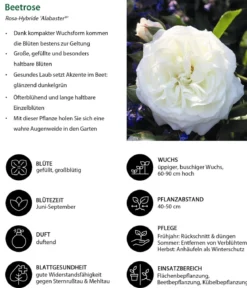 Beetrose 'Alabaster®'