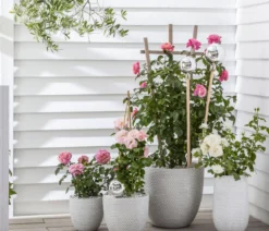 Beetrose 'Flower Rain®', verschiedene Farben