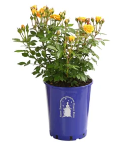 Beetrose 'Flower Rain®', verschiedene Farben