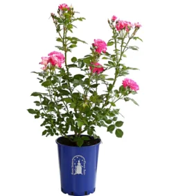 Beetrose 'Flower Rain®', verschiedene Farben
