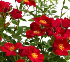 Beetrose 'Flower Rain®', verschiedene Farben