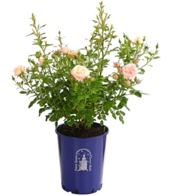 Beetrose 'Flower Rain®', verschiedene Farben