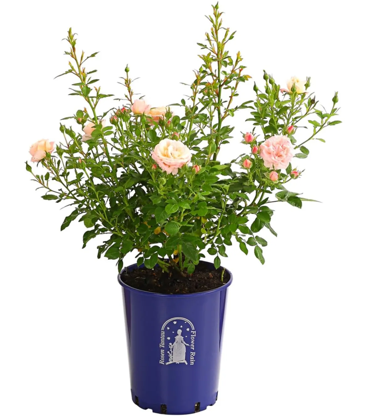 Beetrose 'Flower Rain®', verschiedene Farben