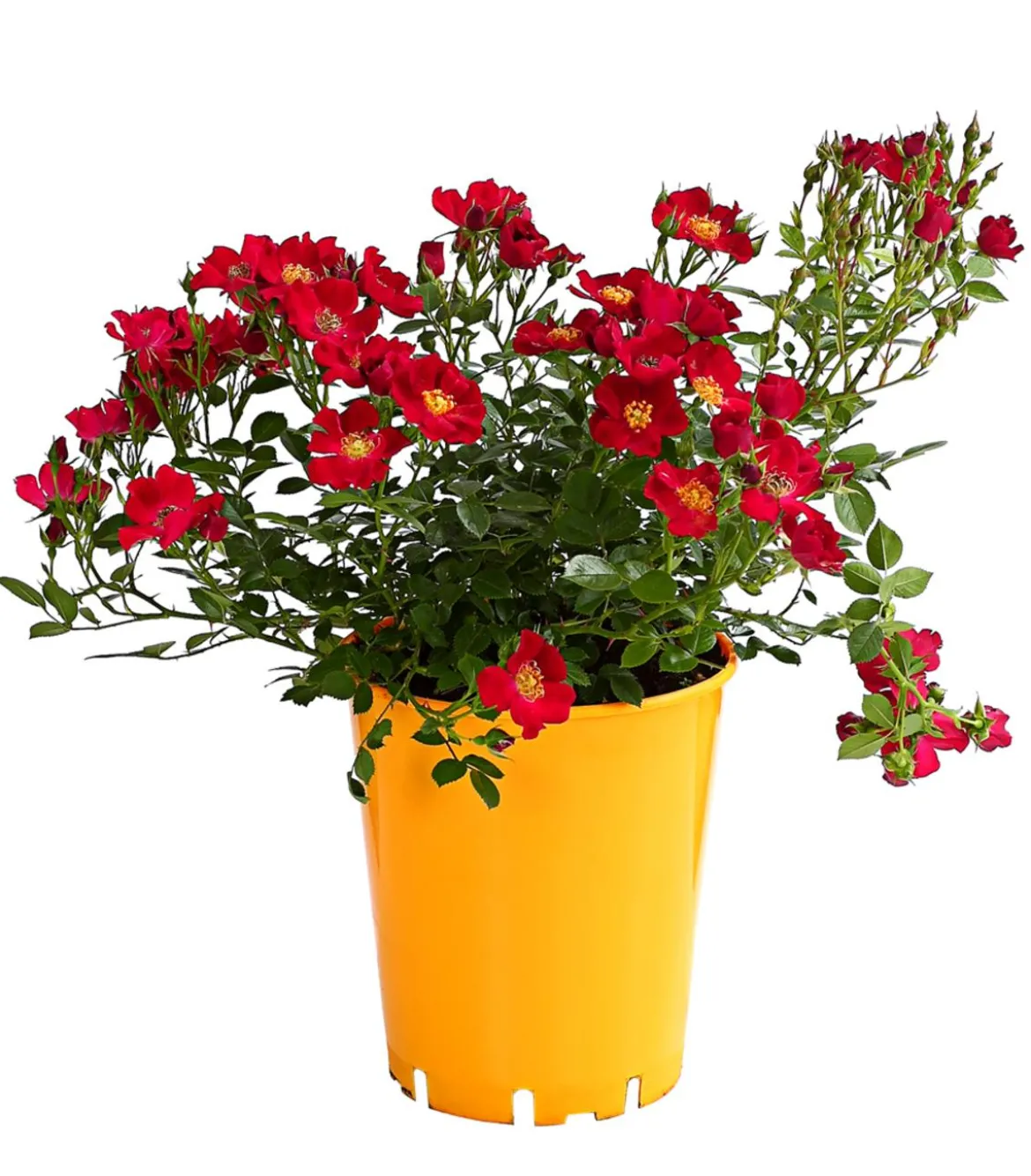 Beetrose 'Flower Rain®', verschiedene Farben