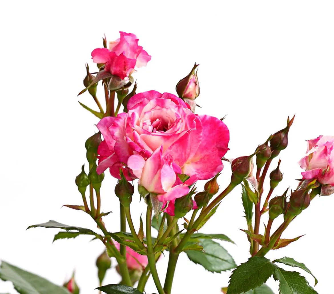 Beetrose 'Flower Rain®', verschiedene Farben