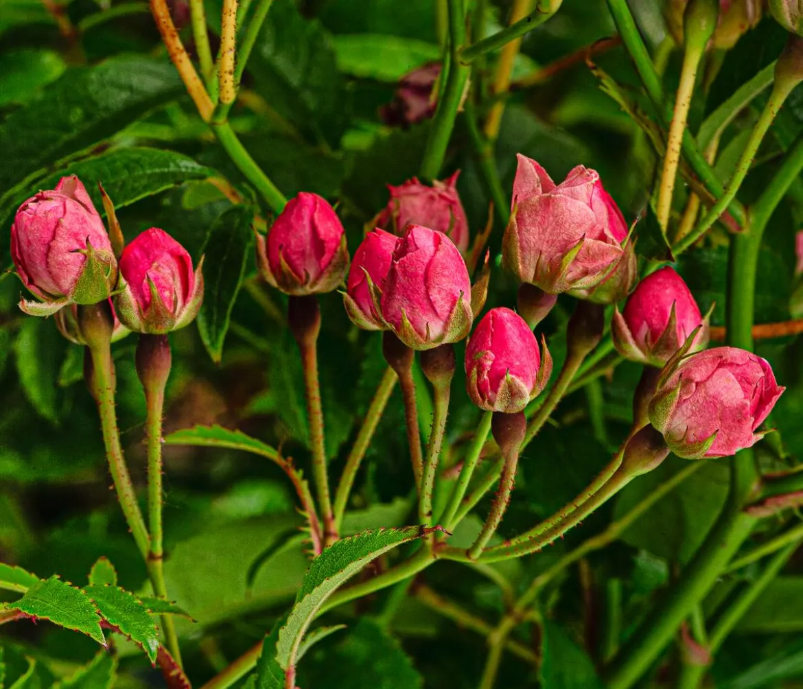 Beetrose 'Knoppi'