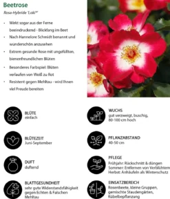 Beetrose 'Loki®'
