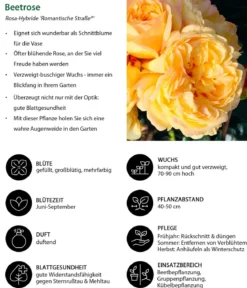 Beetrose 'Romantische Straße®'