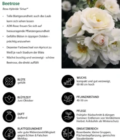 Beetrose 'Sirius®'