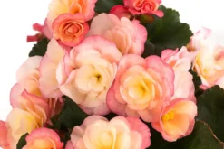 Begonie 'Cream Rose'