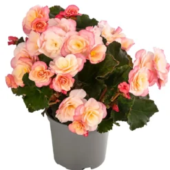 Begonie 'Cream Rose'