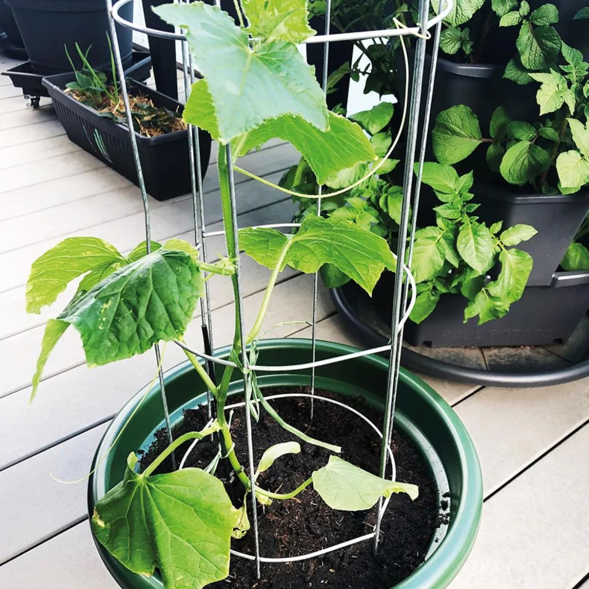 bellissa Gurkenturm, 120 cm - Ø 20 cm