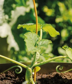 bellissa Stahl-Tomatenspirale Colorata