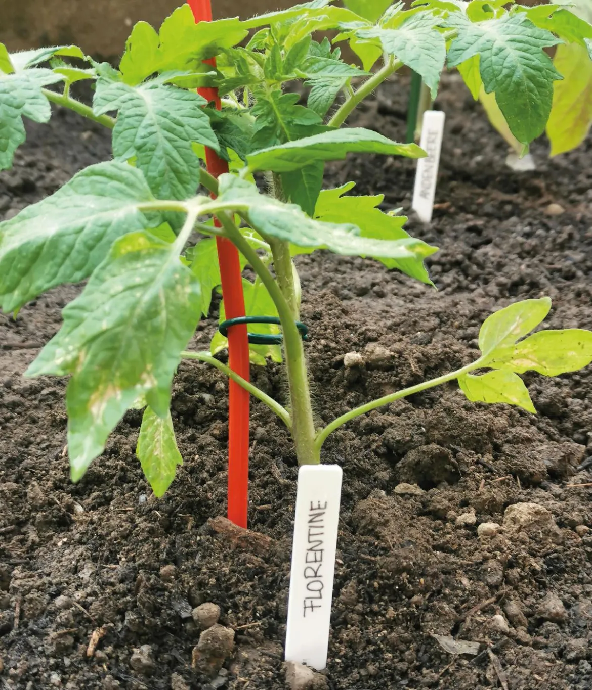 bellissa Stahl-Tomatenspirale Colorata