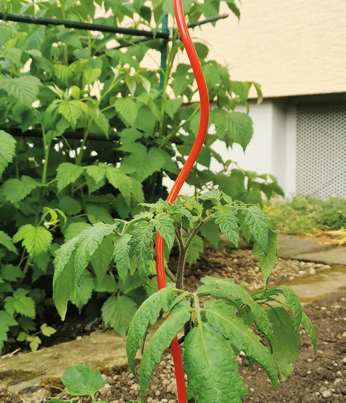 bellissa Stahl-Tomatenspirale Colorata